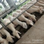 小尾羊小尾寒怀孕种公羊