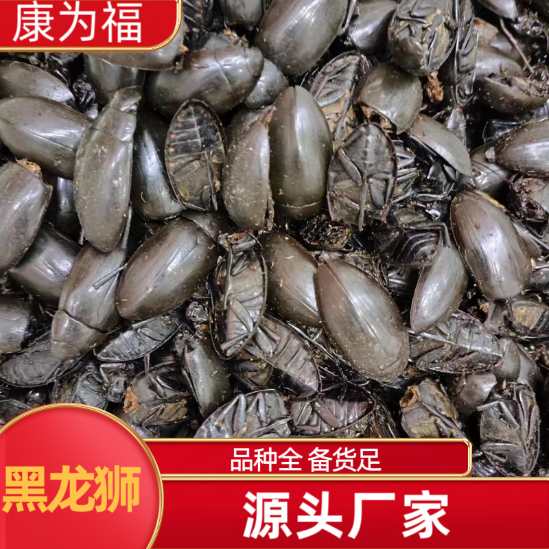 Golden-Edged Diving Beetle (龙虱) — Dried Edible Insect, Traditional Food-Use Ingredient key features