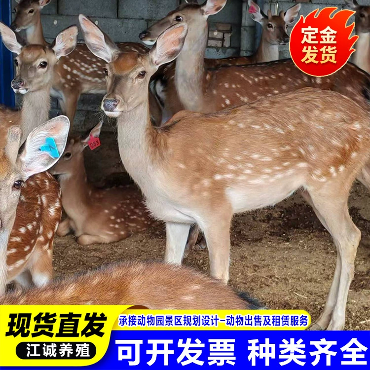 Живое разведение сивого оленя, рога и рога сивого оленя, цены на сивого оленя, где купить сивого оленя для разведения