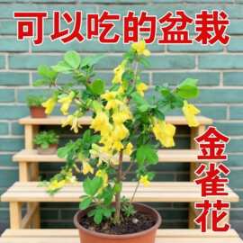 黄金雀盆景苗南雀北雀金雀老桩新鲜盆栽金雀梅锦鸡儿阳雀花金雀