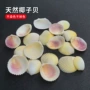 地中海天然鱼缸椰子海螺