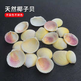 椰子贝白椰贝天然海螺小贝壳按斤卖批发鱼缸水族箱造景地中海风格