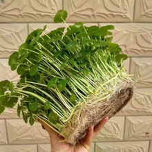 �~�X��ؔˮ��ֲ���k�����������Խ��X�����҃�ˮ�B�Gֲ����ȩ