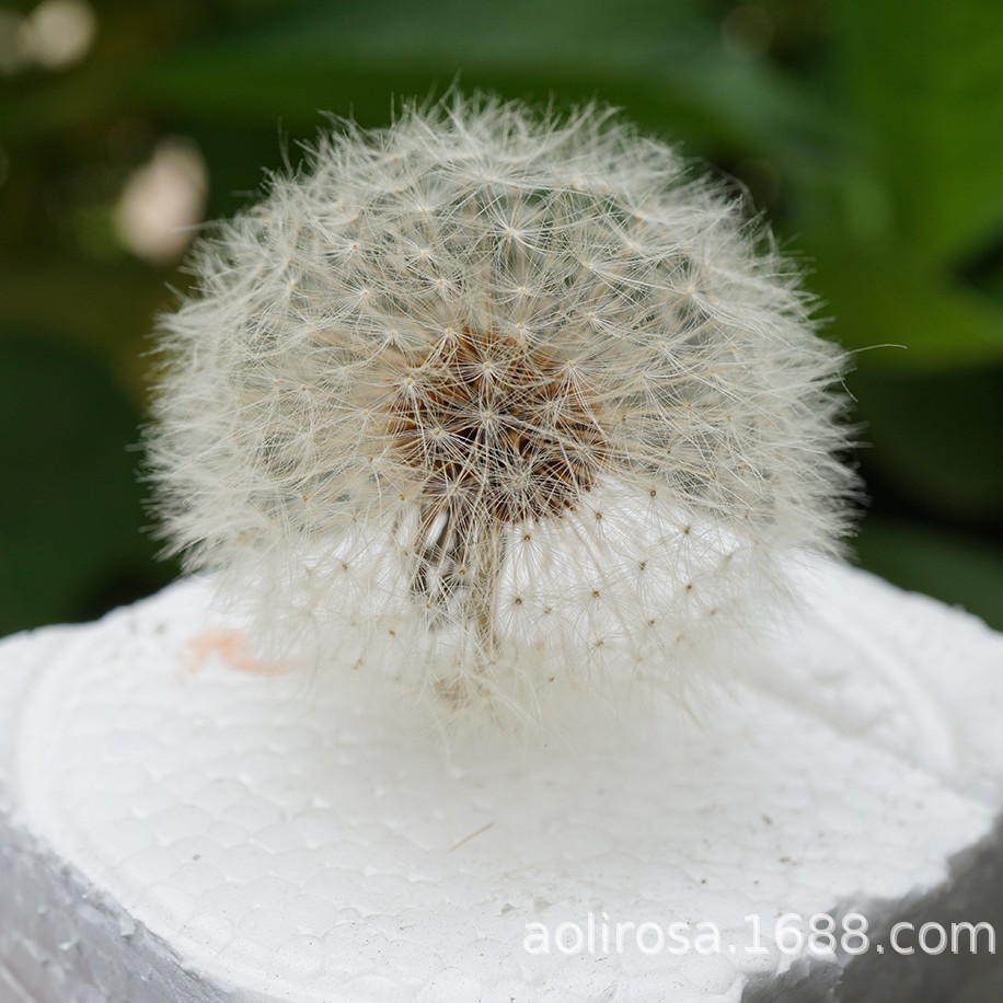Diente de león flor eterna bien conservado creativo decorativo neto rojo flor seca material de bricolaje
