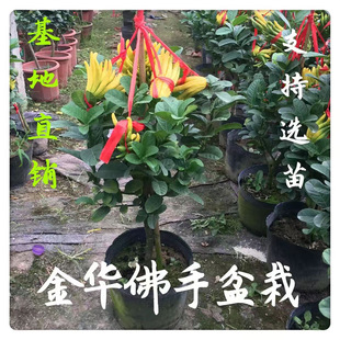 ���֘��������̨ͥԺ�������A���ָ��辰�Ϙ�ֲ�ﻨ�ܾGֲ���B��