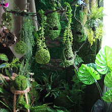 ������̦֦�Gֲ����̦�\ɭϵֲ��b����Ƥ��Ƥ���������b�