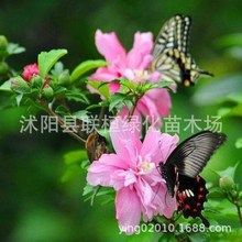 花园植物木槿树苗玫瑰木槿花苗庭院花卉花灌木户外开花植物木槿花