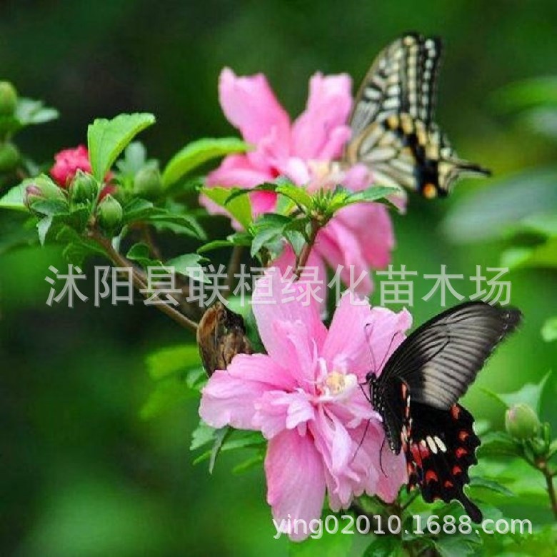 花园植物木槿树苗玫瑰木槿花苗庭院花卉花灌木户外开花植物木槿花