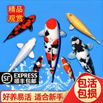 精选锦鲤活鱼观赏鱼大型锦鲤鱼好养耐活冷水淡水鱼小型日系纯种