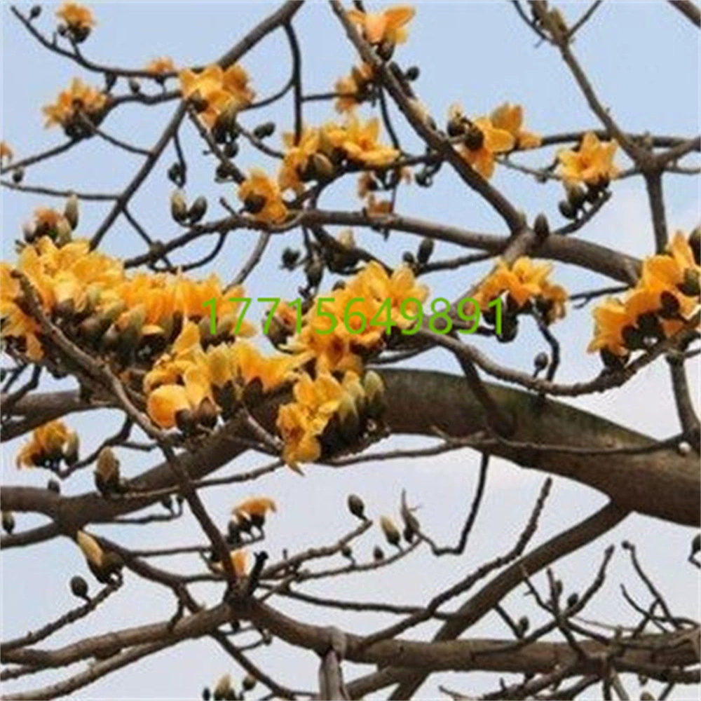 Капок Рассада Большой Abboned Капок Большое дерево Герой Дерево Сафлор Капок Четыре сезона Цветение Морозостойкое дерево