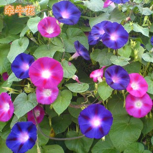 Newly Launched Morning Glory Seeds, Various Flower Seeds, Flower Sea Seeds, Forest Seeds, Climbing Vine Seeds Wholesale