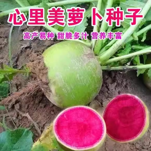 Beautiful Radish Seeds in the Heart, Red Fruit, Red Heart, All Year Round Rock Sugar, Red Meat, Radish Seeds, Vegetable Seeds