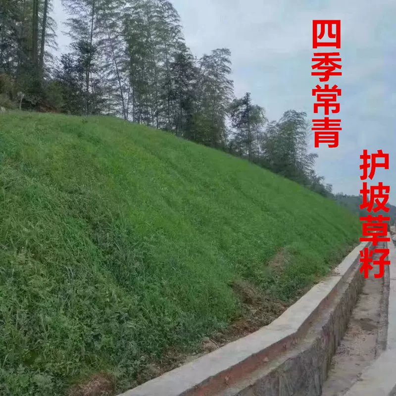 护坡固土草坪种子混播四季青狗牙根黑麦草高羊茅草籽可定制大小