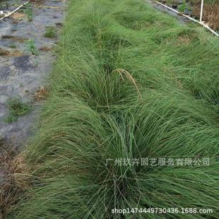 Thrush Grass Foliage Plants Foliage Ground Cover Seedlings Landscaping Plants