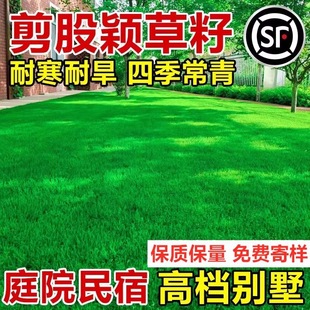 Bentgrass Seeds, No Pruning, Dwarf Garden Grass Seeds, Four-Season Evergreen High-End Lawns, Northern Cold-Resistant Turf Seeds