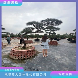 乔木;灌木;景观工程项目
