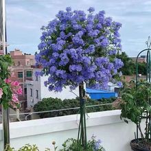 蓝雪花苗盆栽阳台观花耐热好养植物花园庭院爬藤攀援花藤本白雪花