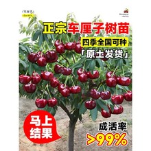 ܇���Ә��簫�����Ҙ����ϱ����Nֲ����ͥԺ������������ҹ���