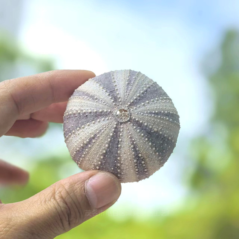 High-waisted sea urchin shell 5-6cm 1 piece