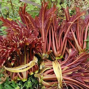 ���괻ѿ���r�t�ʹ�ѿ�߲�¶���^���㴻Ұ�����l�Fժ�������]