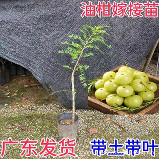 �V�|�͸ʹ�������N����ӹ���޽����͸ʹ�����Ʒ�N�������͸�