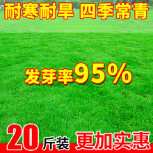 草坪草籽四季常青地毯草庭院绿化黑麦草狗牙根护坡固土草子种籽孑