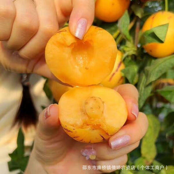 Ginseng fruit seeds
