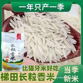 2023新米贵州梯田长粒香米晚稻农家米自种软米长粒香米细粒