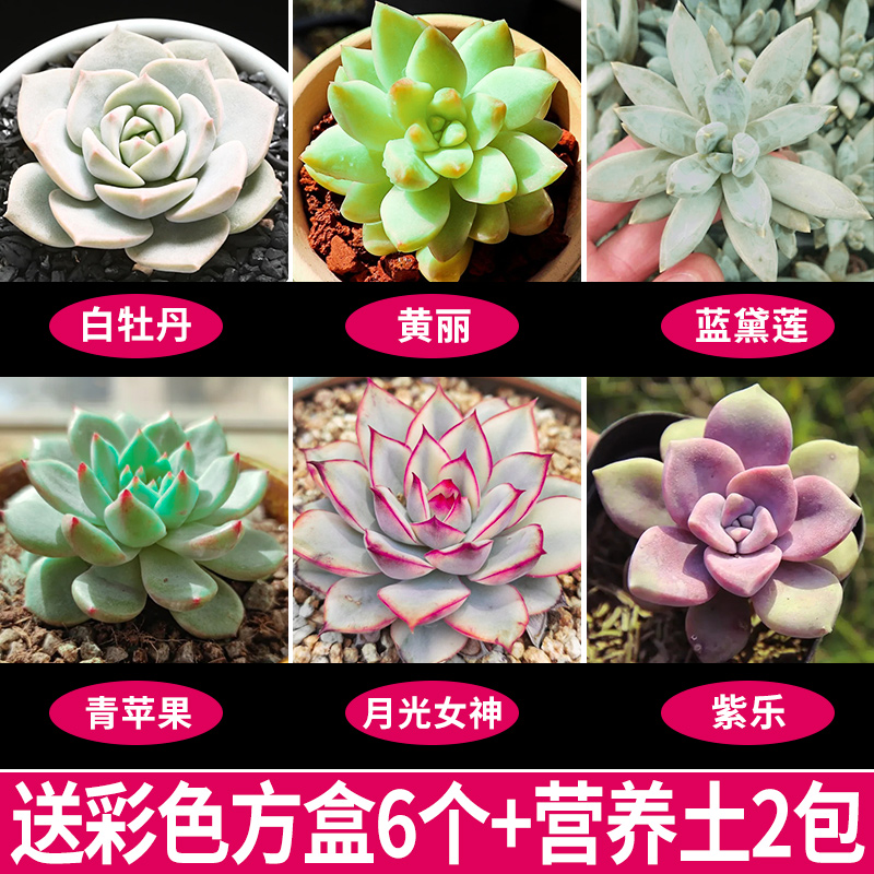 [6개 세트 선호] 화분과 흙이 함께 제공됩니다.