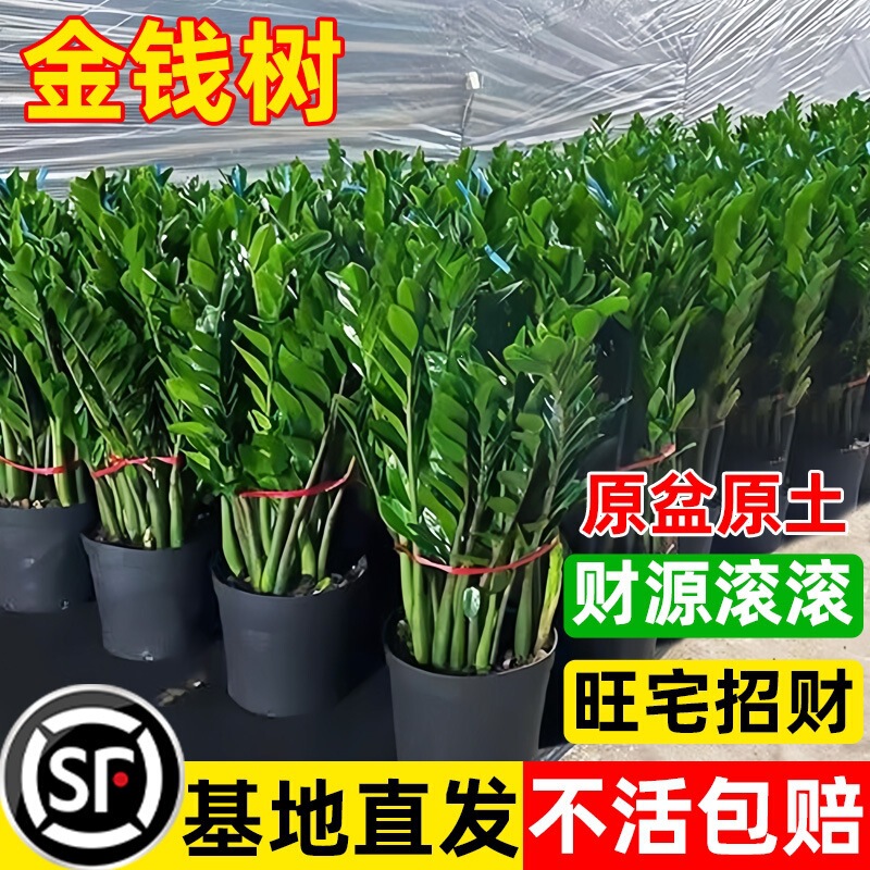 Money tree potted plant, suitable for indoor living rooms and offices, a lucky plant that attracts wealth, a large and easy-to-care-for flowering plant, ideal for balconies and green spaces Money tree potted plant, suitable for indoor living rooms and offices, a lucky plant that attracts wealth, a large and easy-to-care-for flowering plant, ideal for balconies and green spaces