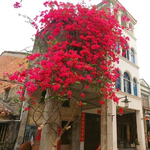 29.8 Yuan Five-Year Bougainvillea Flower Potted Plant with Flower Delivery Double-Petaled Four-Season Flowering Large Seedlings Climbing Vine Plant Free Shipping