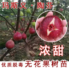 基地直销马斯义陶芬布兰瑞克无花果树苗 无花果苗的栽培 低价促销