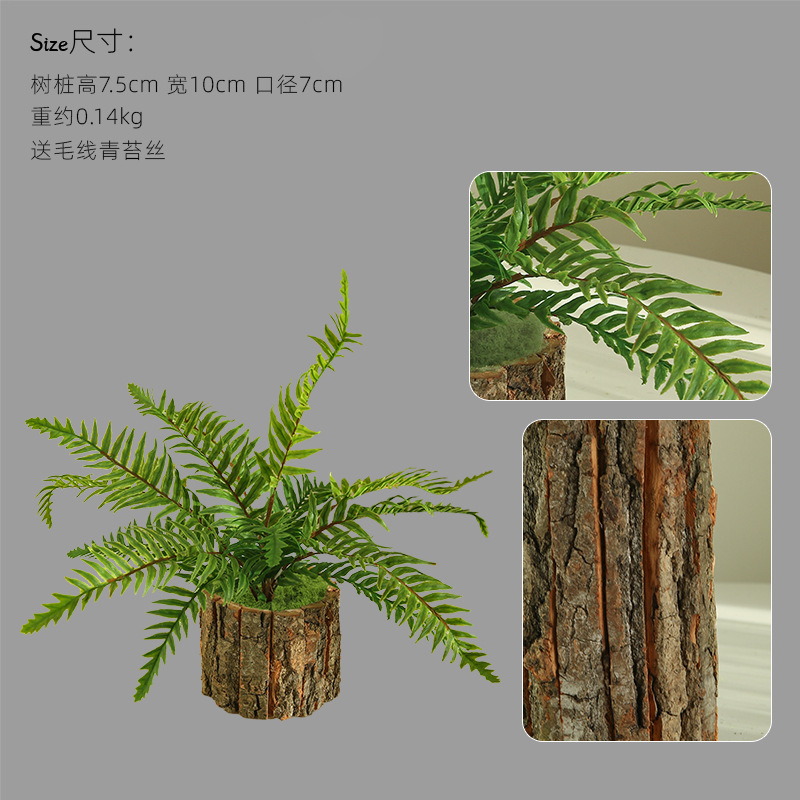 나무껍질 화분 - 높이 7.5cm, 짧은 가지 페르시아 잎 포함