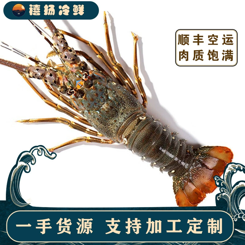 Маленькие Qinglong Живые Замороженные Большие Омары Дикие Креветки Замороженные Бостон Омар Морепродукты Свежие Водные Сельскохозяйственной Продукции Оптом