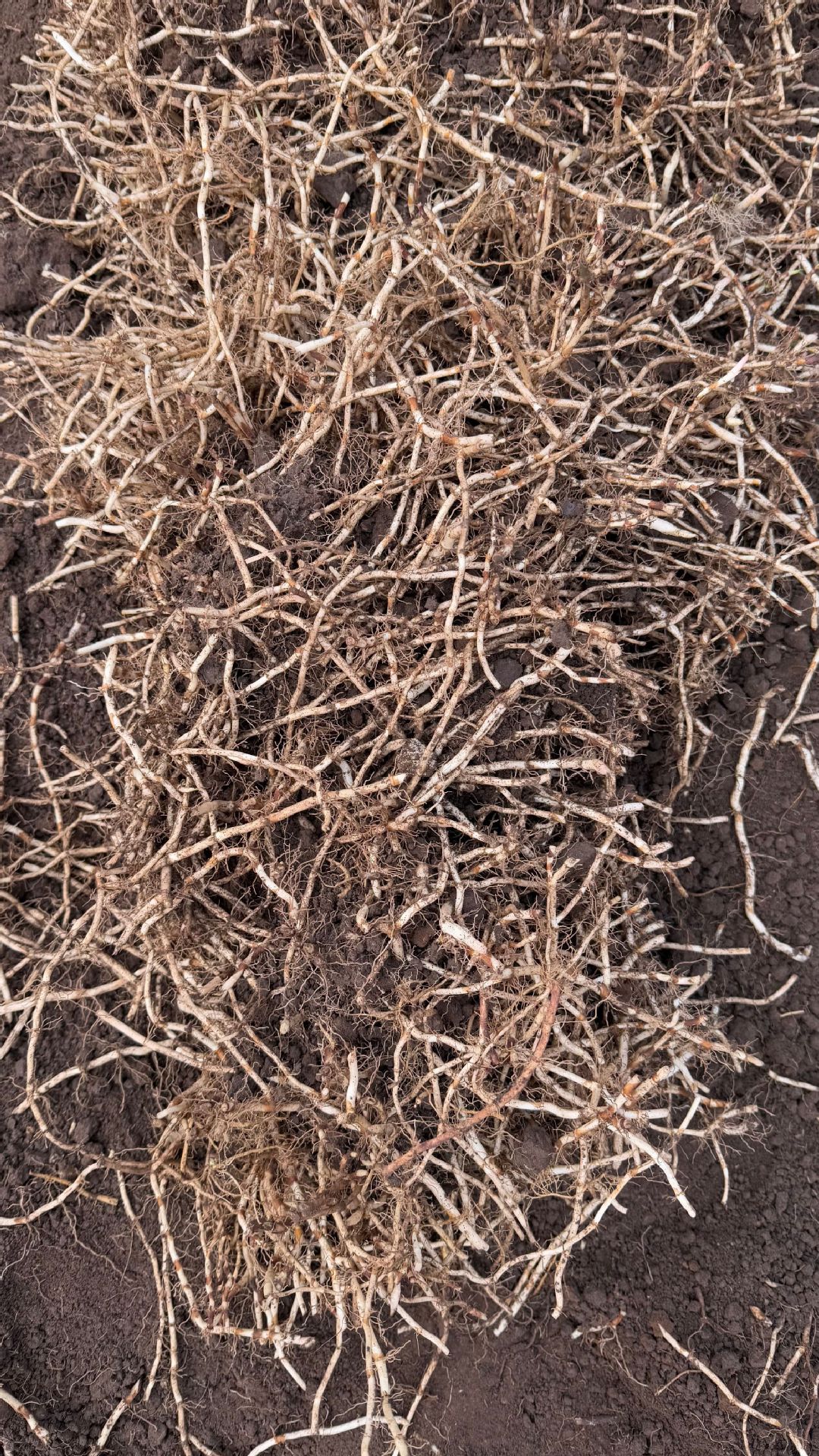 鱼腥草种植2 (19).jpg