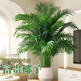 ���FҬ�����Դ��;Gֲɢβ��ֲ��͏d�k�����ļ������̖�͏d�辰