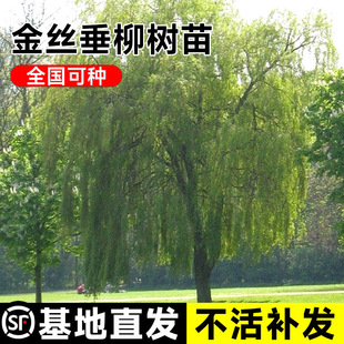 һ�����l�G����������紹�����@�G��ֲ���L��С�����S����������