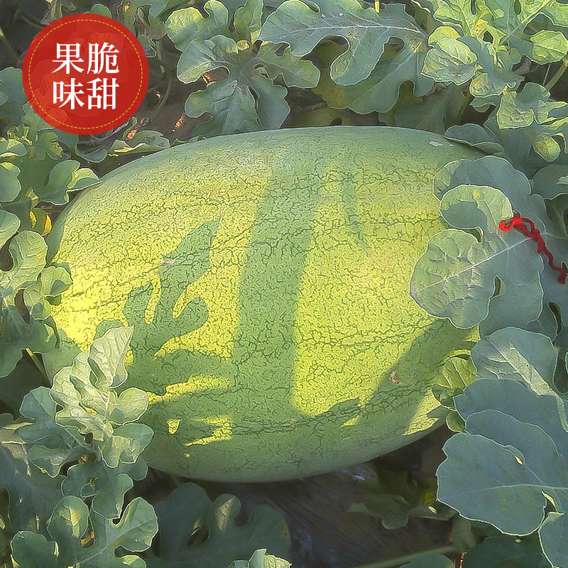 新红宝主图4