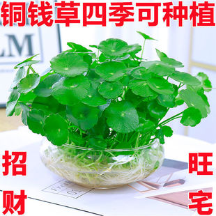 ~XؔˮֲkԽXݻ҃ˮBGֲȩ