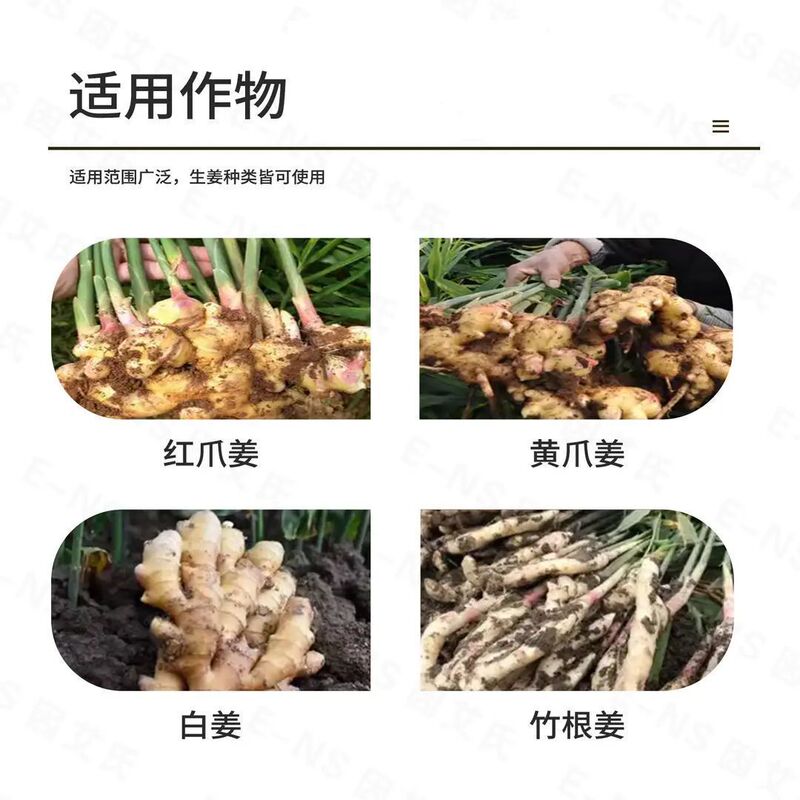 ジンビド生姜の流通、生姜の膨大化、苗の強化、発根、根腐れ防止、栄養補給、品質向上、水溶性肥料の増産|undefined