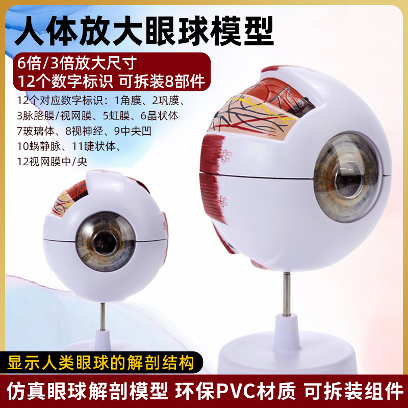 modelo de simulación de globo ocular humano 6 veces ampliado estructura ocular construido modelo ocular anatómico instrumento de enseñanza de perlas medicina