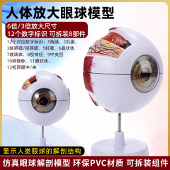 人體眼球仿真模型6倍放大眼睛結構造解剖眼模型教學儀器珠具醫學