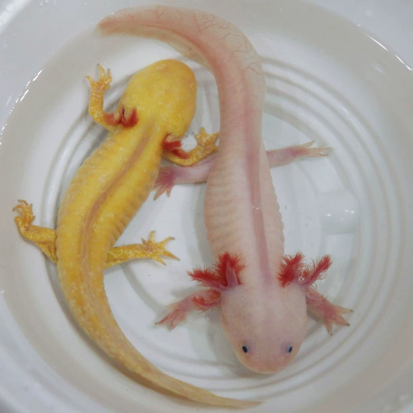 4-7cm 1 White Jade Dragon + 1 Golden Dragon Free Tweezers Feed Water Purifier