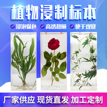 现货批发植物浸制标本玻璃瓶装自然保色教学中草药教学器材