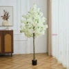 White, 160cm