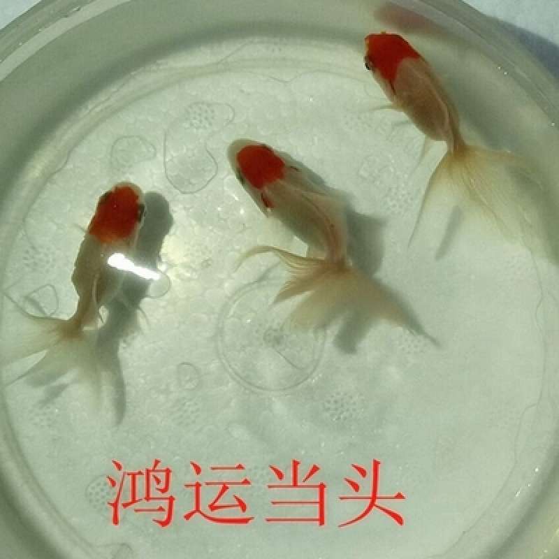 金魚の苗の錦鯉の小型魚は生きています。|undefined