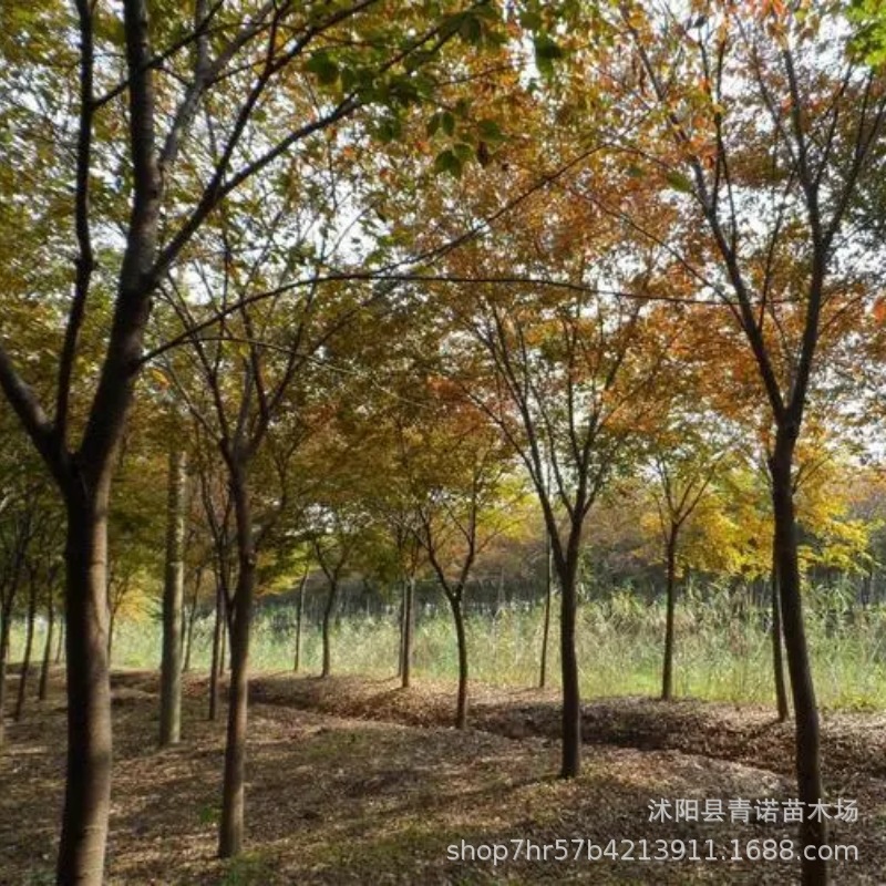 基地批发榉树苗 红榉白榉行道树 榉树大树苗绿化造景园林风景大树