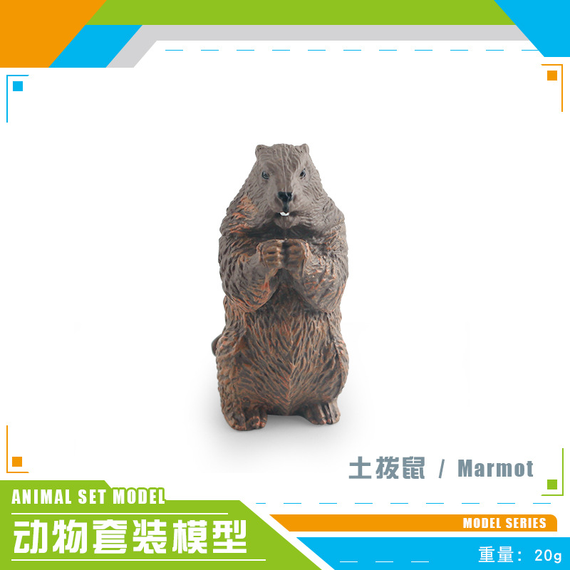 PL127-2970 marmota 20g
