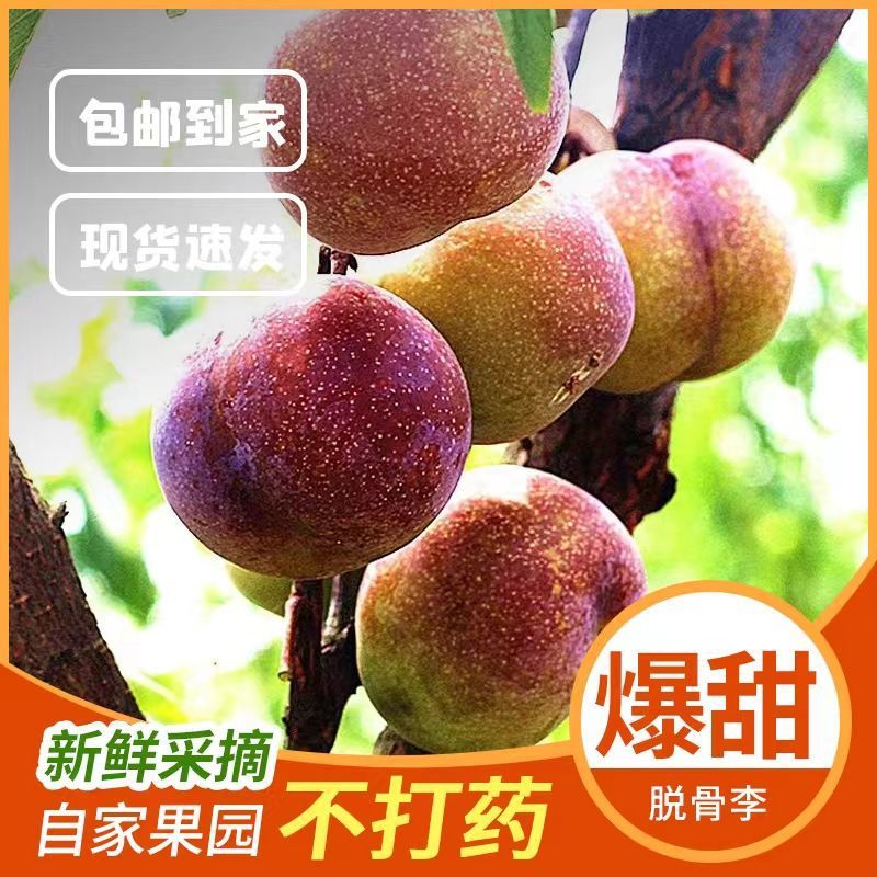 Sichuan Province Lee Green Crisp Lee Li Li Qingli Sichuan Province Hongjiang Side Now pick Now send