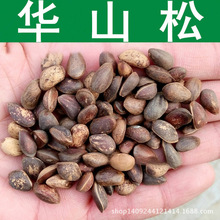 跨境种子 林木种子 华山松种子 五须松 青松 白松树种子 1件=1斤